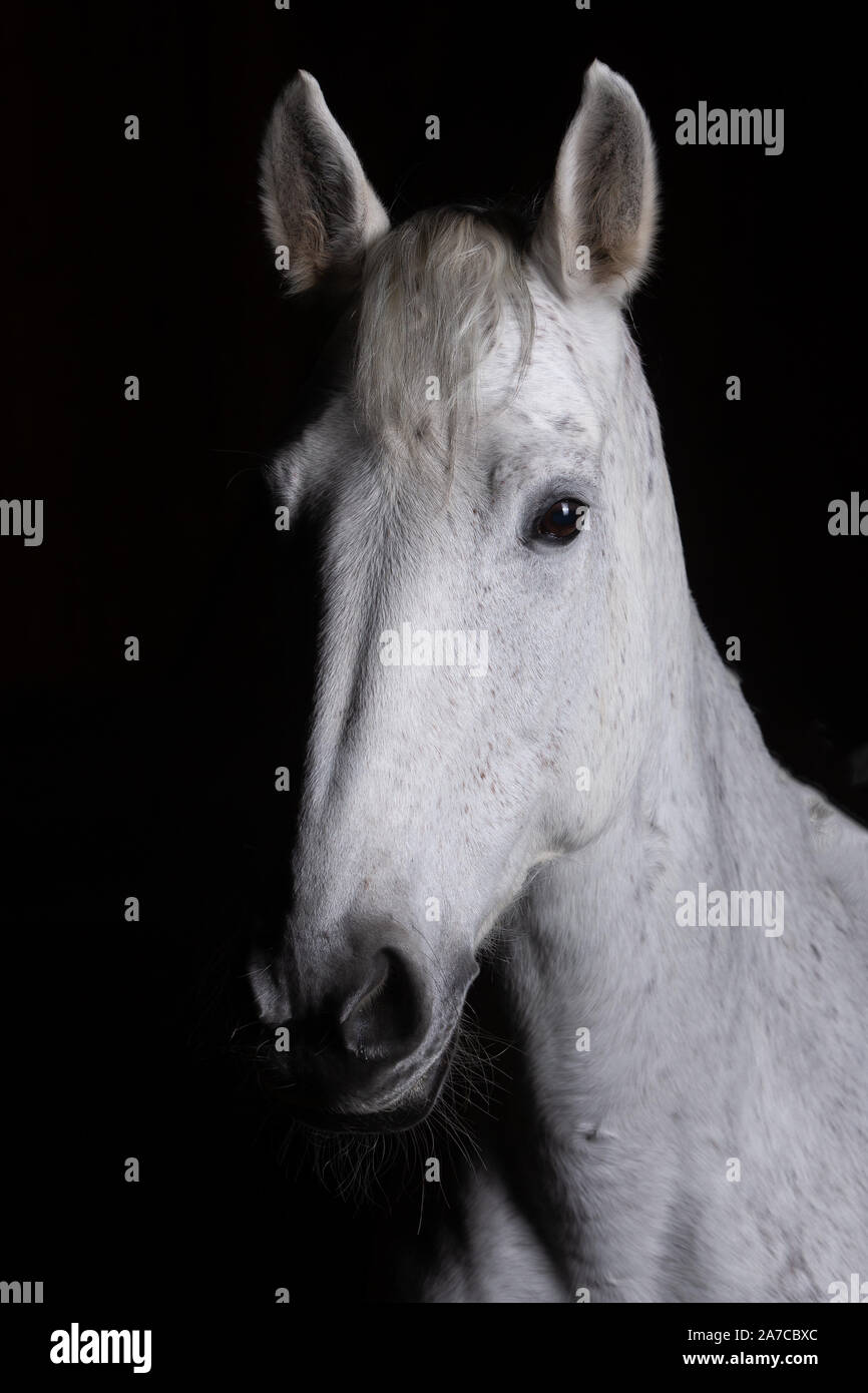 Testa di cavallo fotografato di fronte ad uno sfondo nero e la fenditura da un lato. Foto Stock