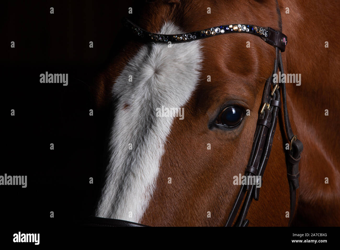 Testa di cavallo fotografato di fronte ad uno sfondo nero e la fenditura da un lato. Foto Stock