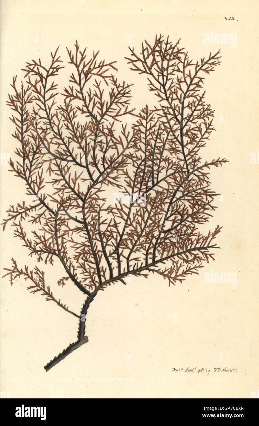 Myriopathes myriophylla. Handcolored incisione su rame da George Shaw e Federico Nodder 'del naturalista Miscellanea", Londra, 1798. La maggior parte delle illustrazioni di 1,064 di animali, uccelli, insetti, crostacei, pesci, la vita marina e creature microscopiche sono stati disegnati da George Shaw, Federico Nodder e Richard Nodder e inciso e pubblicato dalla famiglia Nodder. Federico ha attirato e inciso molti copperplates fino alla sua morte nel 1800, e il figlio di Richard (17741823) era responsabile per le piastre firmato RN o RPN. Richard esposto alla Royal Academy e divenne pittore botanico Foto Stock