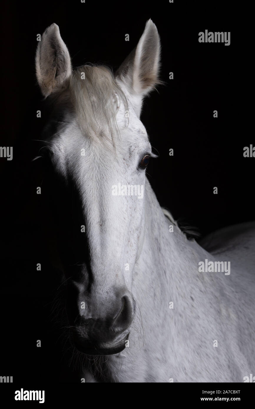 Testa di cavallo fotografato di fronte ad uno sfondo nero e la fenditura da un lato. Foto Stock