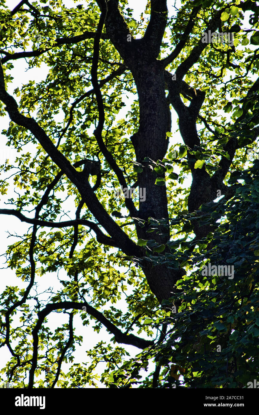 Passando dall'estate all'autunno, un albero costituisce un interessante pattern con meno foglie Foto Stock