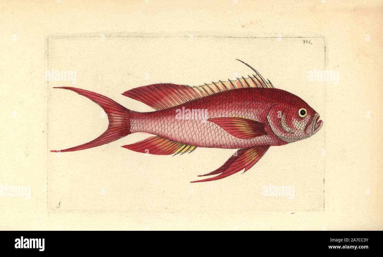 A coda di rondine, seaperch Anthias anthias. Illustrazione disegnata da George Shaw. Handcolored incisione su rame da George Shaw e Federico Nodder 'del naturalista Miscellanea", Londra, 1799. La maggior parte delle illustrazioni di 1,064 di animali, uccelli, insetti, crostacei, pesci, la vita marina e creature microscopiche sono stati disegnati da George Shaw, Federico Nodder e Richard Nodder e inciso e pubblicato dalla famiglia Nodder. Federico ha attirato e inciso molti copperplates fino alla sua morte nel 1800, e il figlio di Richard (17741823) era responsabile per le piastre firmato RN o RPN. Richard exhibite Foto Stock