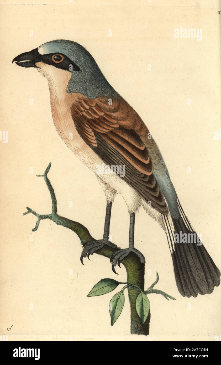 Red-backed shrike, Lanius collurio. Illustrazione disegnata da George Shaw. Handcolored incisione su rame da George Shaw e Federico Nodder 'del naturalista Miscellanea", Londra, 1799. La maggior parte delle illustrazioni di 1,064 di animali, uccelli, insetti, crostacei, pesci, la vita marina e creature microscopiche sono stati disegnati da George Shaw, Federico Nodder e Richard Nodder e inciso e pubblicato dalla famiglia Nodder. Federico ha attirato e inciso molti copperplates fino alla sua morte nel 1800, e il figlio di Richard (17741823) era responsabile per le piastre firmato RN o RPN. Richard ha esibito una Foto Stock