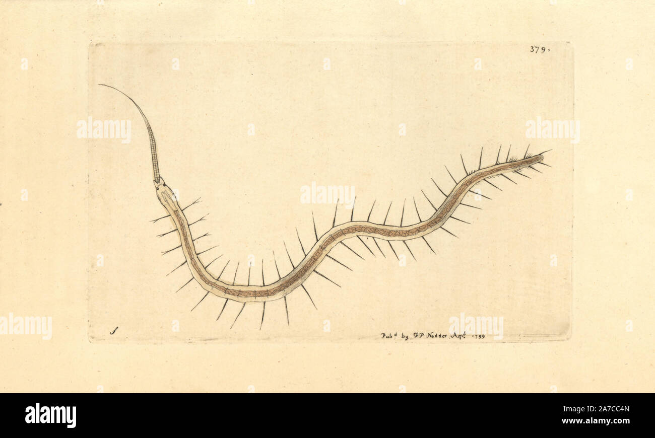 Nais rostrata, Nais proboscidea. Illustrazione disegnata da George Shaw. Handcolored incisione su rame da George Shaw e Federico Nodder 'del naturalista Miscellanea", Londra, 1799. La maggior parte delle illustrazioni di 1,064 di animali, uccelli, insetti, crostacei, pesci, la vita marina e creature microscopiche sono stati disegnati da George Shaw, Federico Nodder e Richard Nodder e inciso e pubblicato dalla famiglia Nodder. Federico ha attirato e inciso molti copperplates fino alla sua morte nel 1800, e il figlio di Richard (17741823) era responsabile per le piastre firmato RN o RPN. Richard esposto al Foto Stock