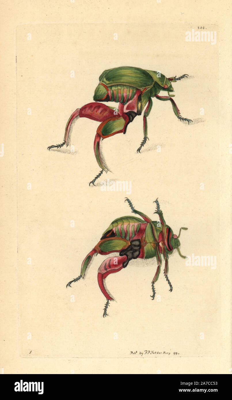 Canguro o rana beetle, Sagra papuana. Illustrazione disegnata da George Shaw. Handcolored incisione su rame da George Shaw e Federico Nodder 'del naturalista Miscellanea", Londra, 1799. La maggior parte delle illustrazioni di 1,064 di animali, uccelli, insetti, crostacei, pesci, la vita marina e creature microscopiche sono stati disegnati da George Shaw, Federico Nodder e Richard Nodder e inciso e pubblicato dalla famiglia Nodder. Federico ha attirato e inciso molti copperplates fino alla sua morte nel 1800, e il figlio di Richard (17741823) era responsabile per le piastre firmato RN o RPN. Richard presentano Foto Stock