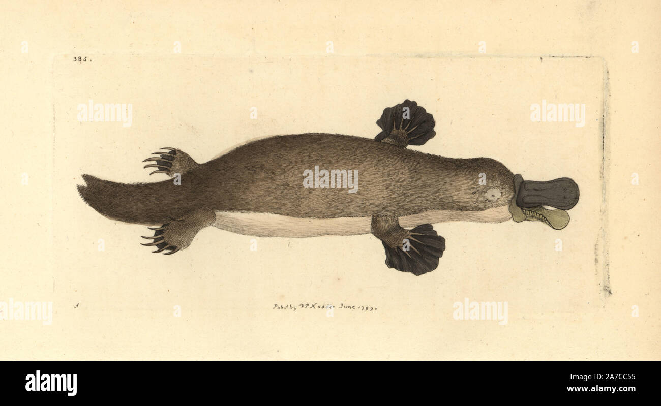 Duck-fatturati platypus, Ornithorhynchus anatinus. Illustrazione disegnata da George Shaw. Handcolored incisione su rame da George Shaw e Federico Nodder 'del naturalista Miscellanea", Londra, 1799. La maggior parte delle illustrazioni di 1,064 di animali, uccelli, insetti, crostacei, pesci, la vita marina e creature microscopiche sono stati disegnati da George Shaw, Federico Nodder e Richard Nodder e inciso e pubblicato dalla famiglia Nodder. Federico ha attirato e inciso molti copperplates fino alla sua morte nel 1800, e il figlio di Richard (17741823) era responsabile per le piastre firmato RN o RPN. Richard Foto Stock