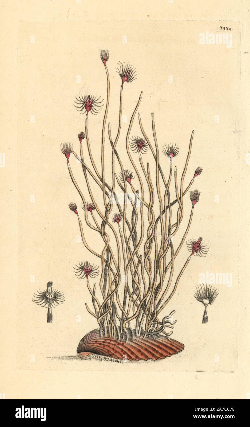 Tubi Oaten hydroid, Tubularia indivisa. Handcolored incisione su rame da George Shaw e Federico Nodder 'del naturalista Miscellanea", Londra, 1799. La maggior parte delle illustrazioni di 1,064 di animali, uccelli, insetti, crostacei, pesci, la vita marina e creature microscopiche sono stati disegnati da George Shaw, Federico Nodder e Richard Nodder e inciso e pubblicato dalla famiglia Nodder. Federico ha attirato e inciso molti copperplates fino alla sua morte nel 1800, e il figlio di Richard (17741823) era responsabile per le piastre firmato RN o RPN. Richard esposto alla Royal Academy e divenne Foto Stock