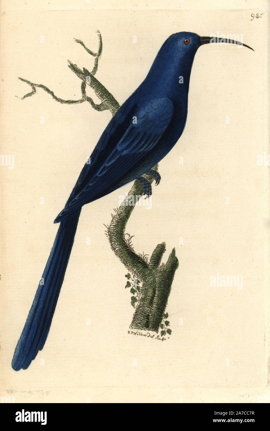 Blu, promerops Promerops caeruleus, nativo di India. Illustrazione disegnata e incisa da Richard Polydore Nodder. Handcolored incisione su rame da George Shaw e Federico Nodder 'naturalista Miscellanea dell' 1812. La maggior parte delle illustrazioni di 1,064 di animali, uccelli, insetti, crostacei, pesci, la vita marina e creature microscopiche per del naturalista Miscellanea sono stati disegnati da George Shaw, Federico Nodder e Richard Nodder e inciso e pubblicato dalla famiglia Nodder. Federico ha attirato e inciso molti copperplates fino alla sua morte nel 1800, e il figlio di Richard (17741823) wa Foto Stock