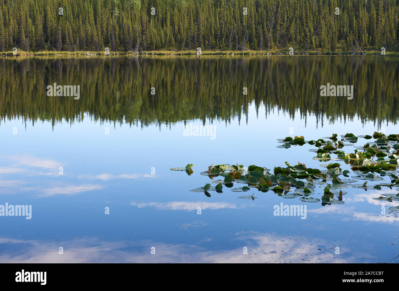 Riflessi di alberi e nuvole nella luce serale sulla superficie del lago Tex Smith, insieme ad alcuni gigli d'acqua e fitta foresta sul lungolago. Foto Stock