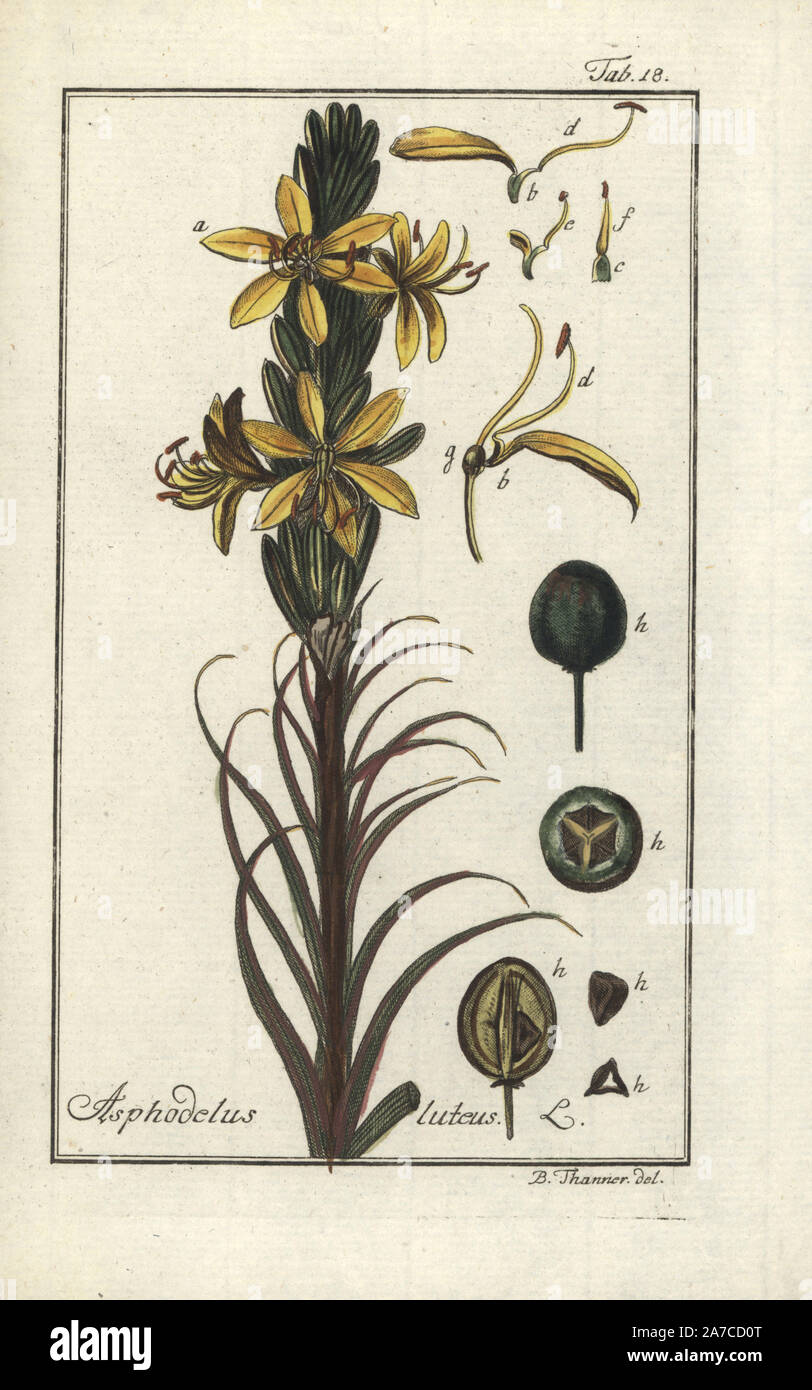 Re della lancia o giallo asfodeli, Asphodeline lutea. Handcolored incisione  su rame da un disegno da B. Thanner da Johannes Zorn "Icones plantarum  medicinalium", Germania, 1796. Zorn (1739-99) è stato un farmacista