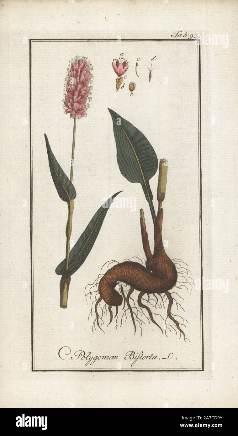 Bistort, Polygonum bistorta. Handcolored incisione su rame da Johannes Zorn "Icones plantarum medicinalium", Germania, 1796. Zorn (1739-99) è stato un farmacista tedesco e botanico che ha viaggiato in tutta Europa alla ricerca di piante medicinali. Foto Stock
