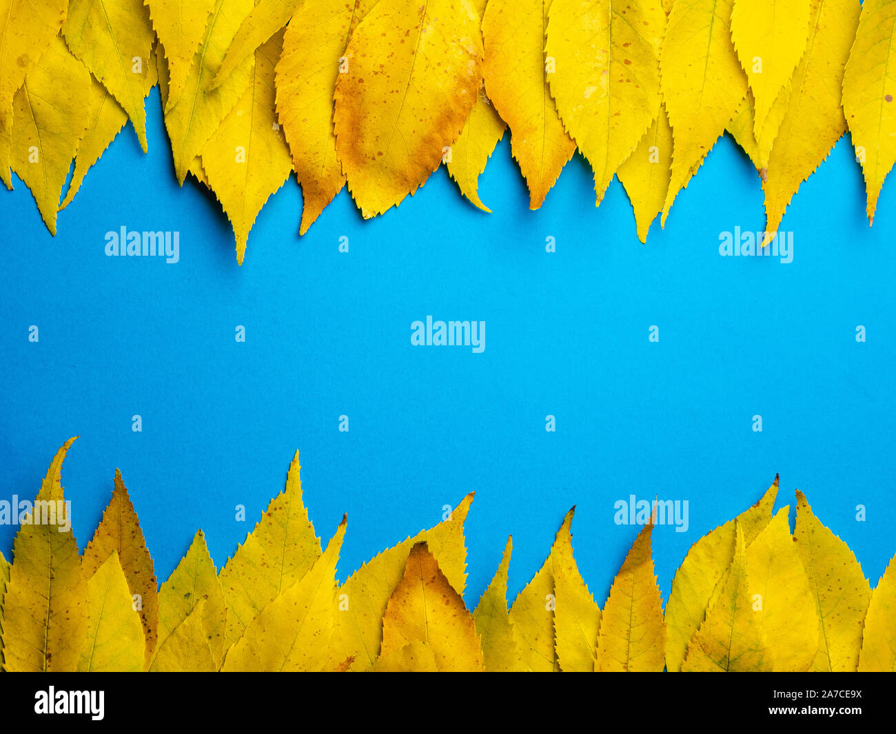 Foglie di autunno su sfondo blu con una copia dello spazio. Sfondo di ringraziamento Foto Stock