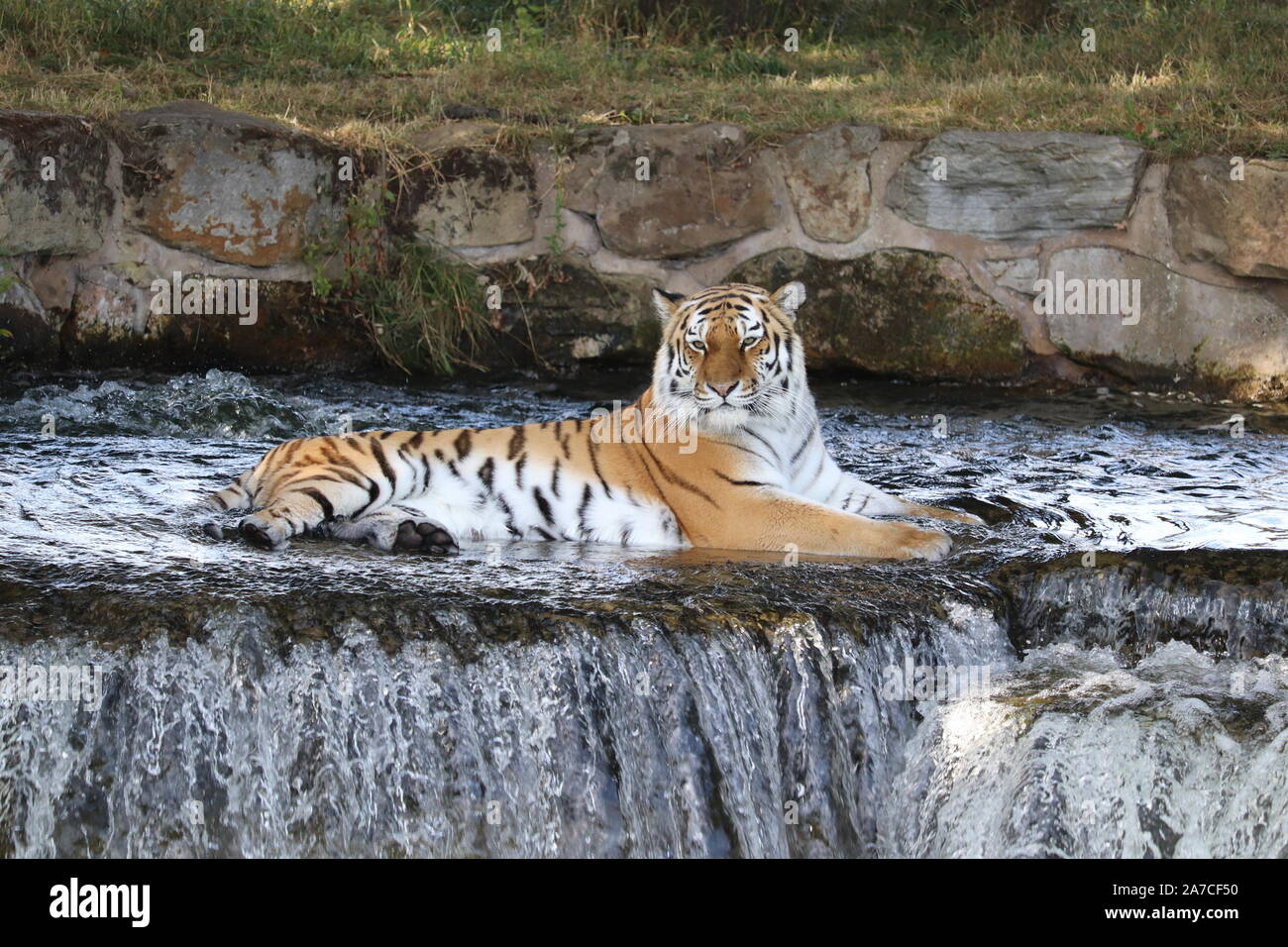 Femmina Tigre Siberiana, Tschuna (Panthera Tigris Altaica) Foto Stock