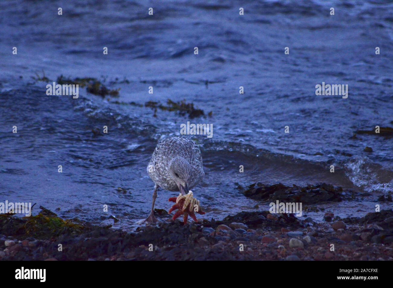 Gabbiano comune ( Larus argentatus ) al punto Channonry in Moray Firth Scotland Regno Unito Foto Stock