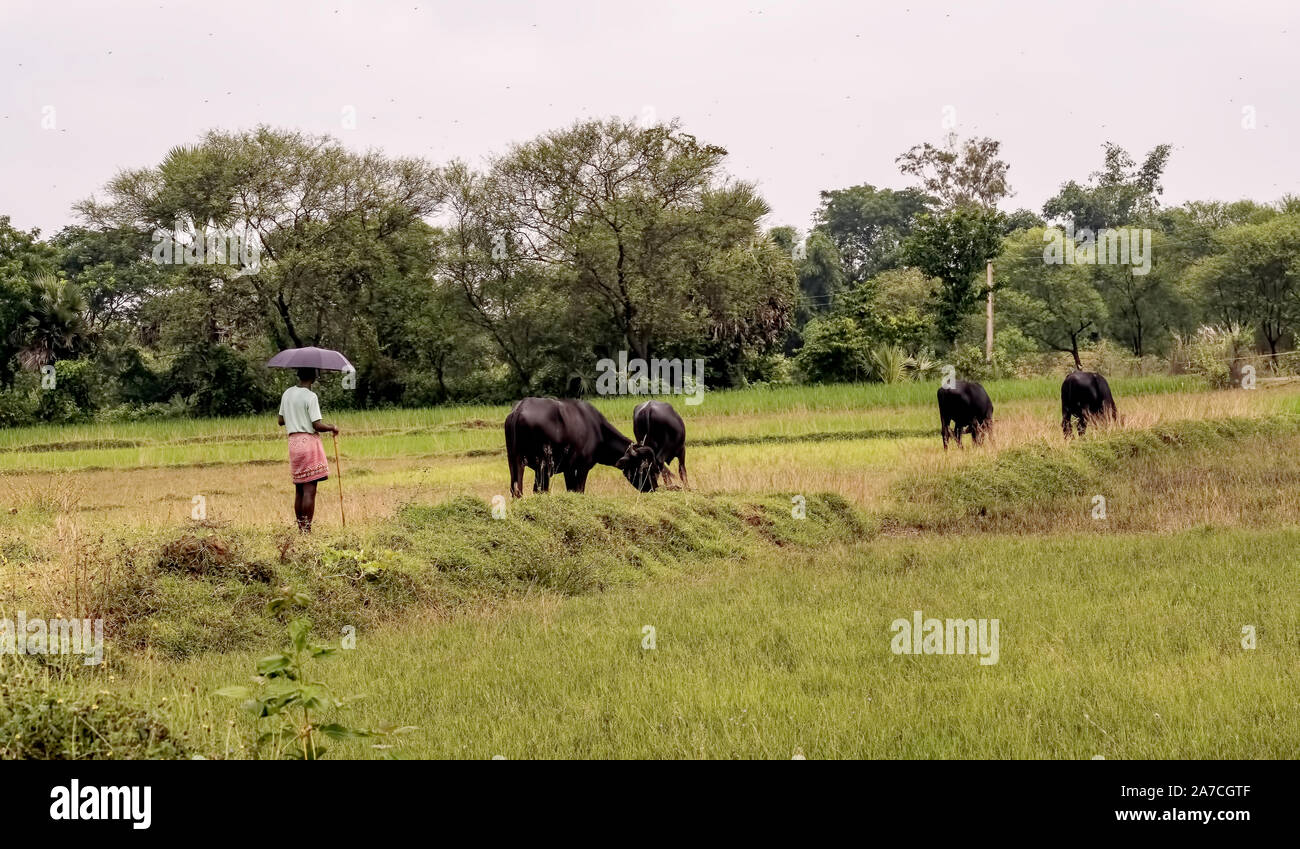 La zootecnia,diventando,si alternano ,,lucrativa professione,per i poveri abitanti di un villaggio,Lalgarh,Jungle Mahal,Jhargram,West Bengal,l'India. Foto Stock