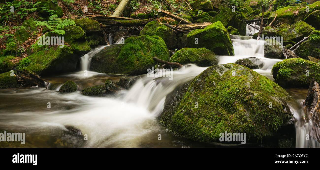 Paesaggio del bel fiume che scorre nel profondo della foresta. Foto Stock