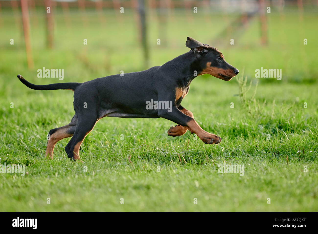 Esecuzione di Doberman cucciolo Foto Stock