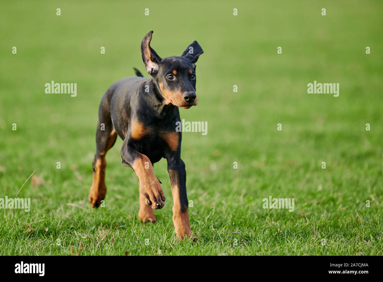 Esecuzione di Doberman cucciolo Foto Stock