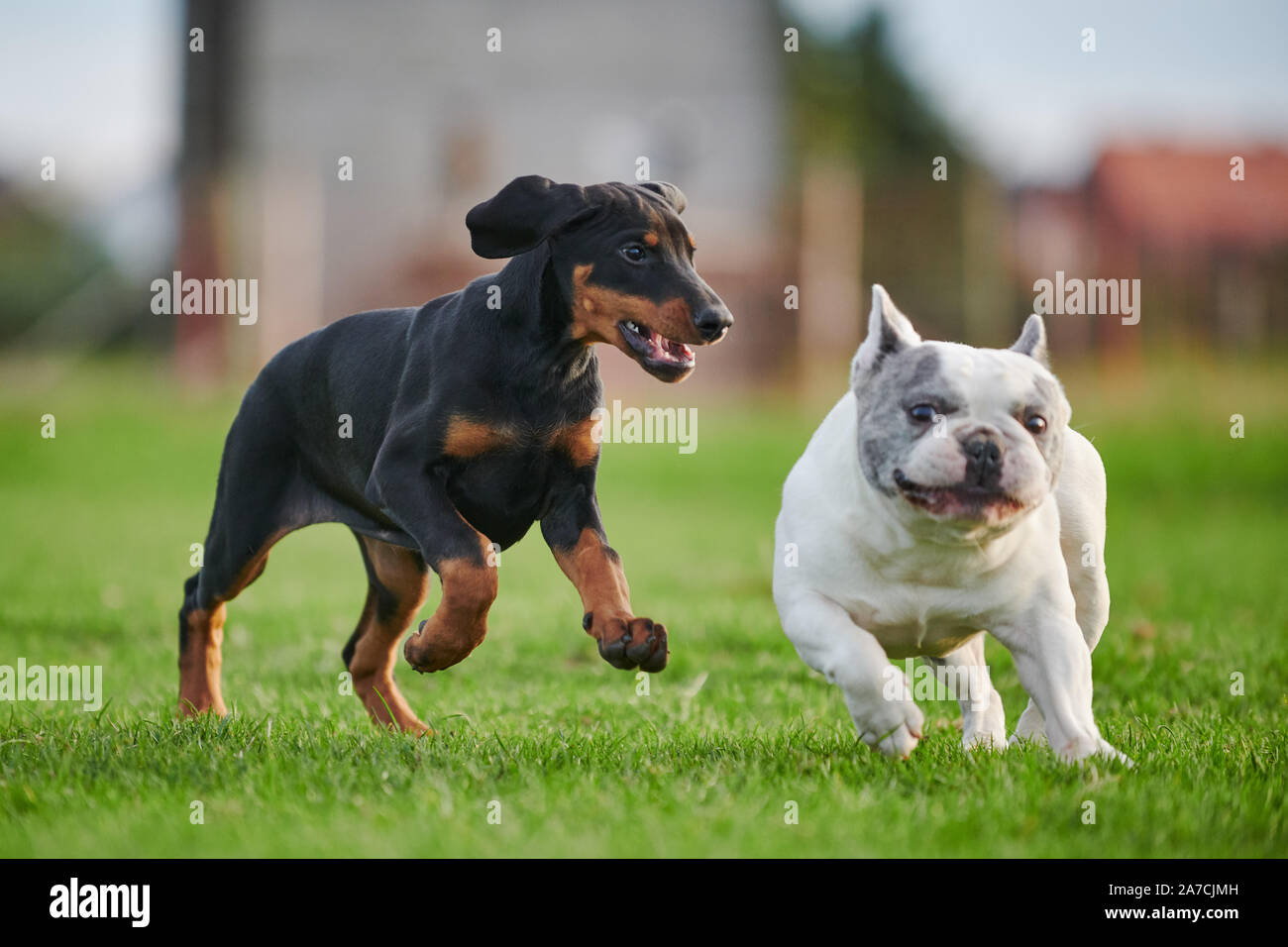 Bulldog francese inseguito da Doberman cucciolo Foto Stock