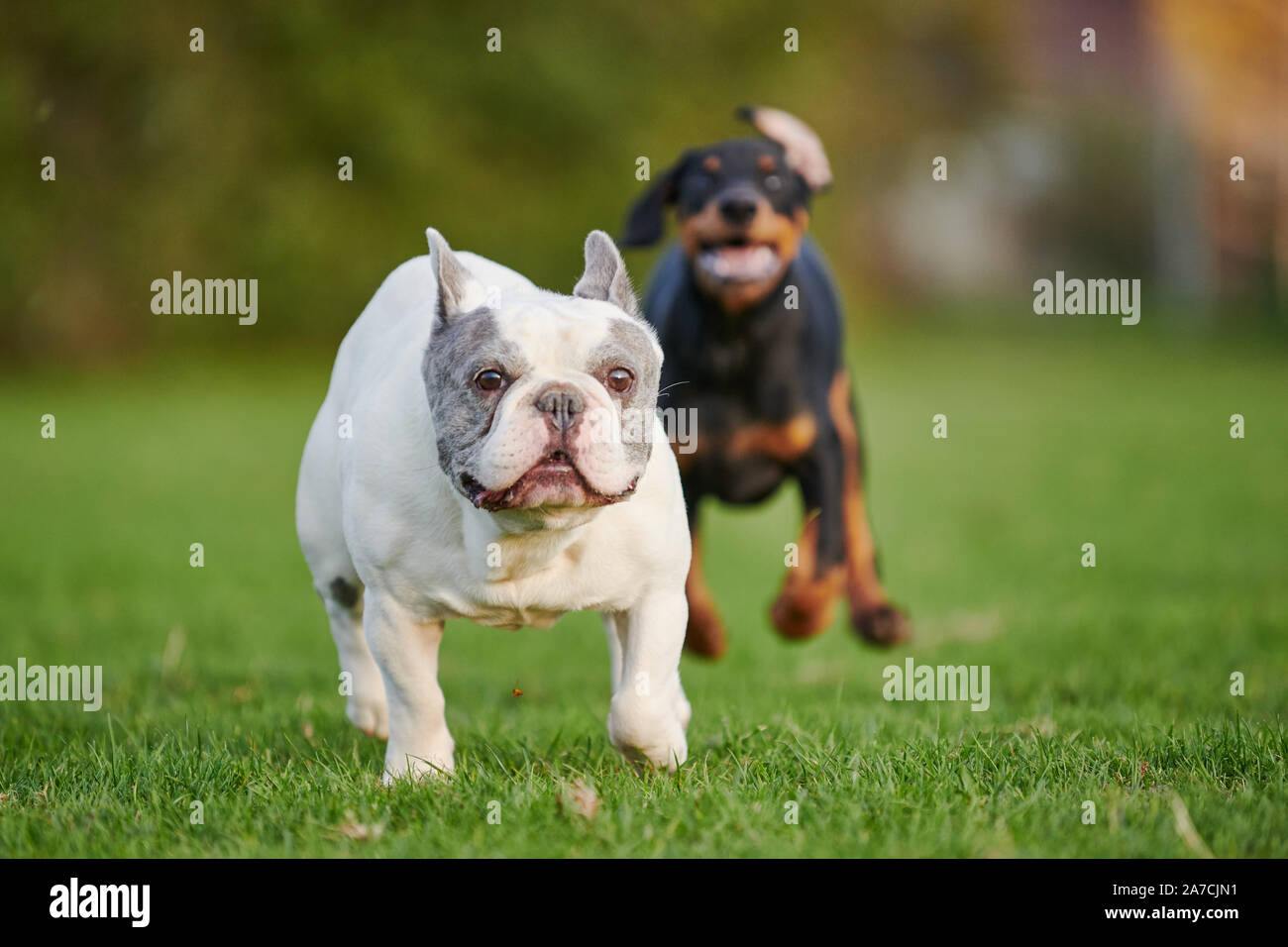 Bulldog francese inseguito da Doberman cucciolo Foto Stock