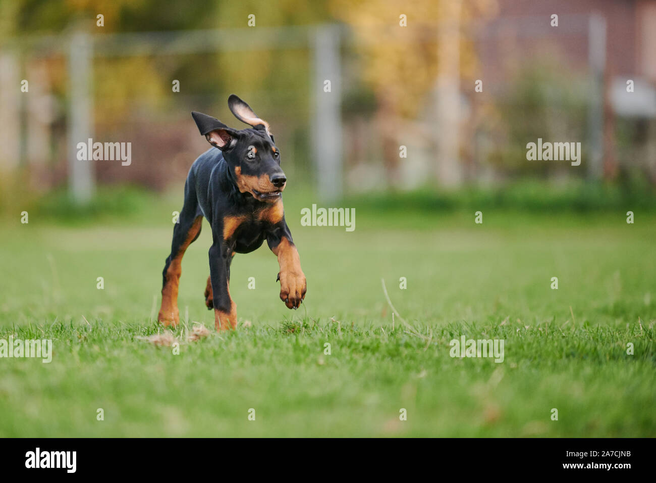 Esecuzione di Doberman cucciolo Foto Stock
