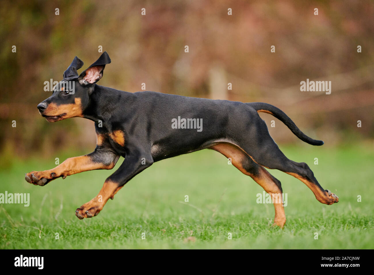 Esecuzione di Doberman cucciolo Foto Stock