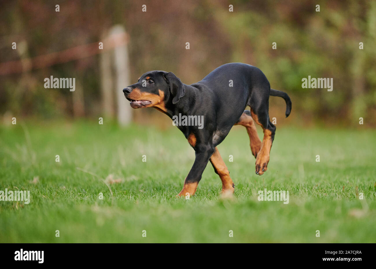 Esecuzione di Doberman cucciolo Foto Stock