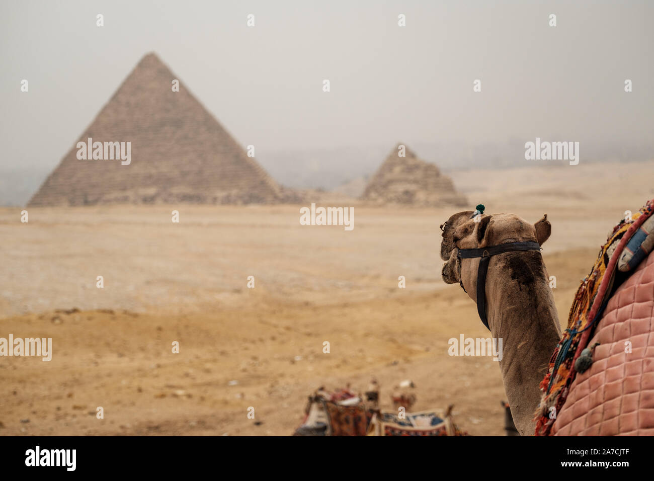Un cammello rende il cammino verso le piramidi di Giza, il Cairo, Egitto Foto Stock