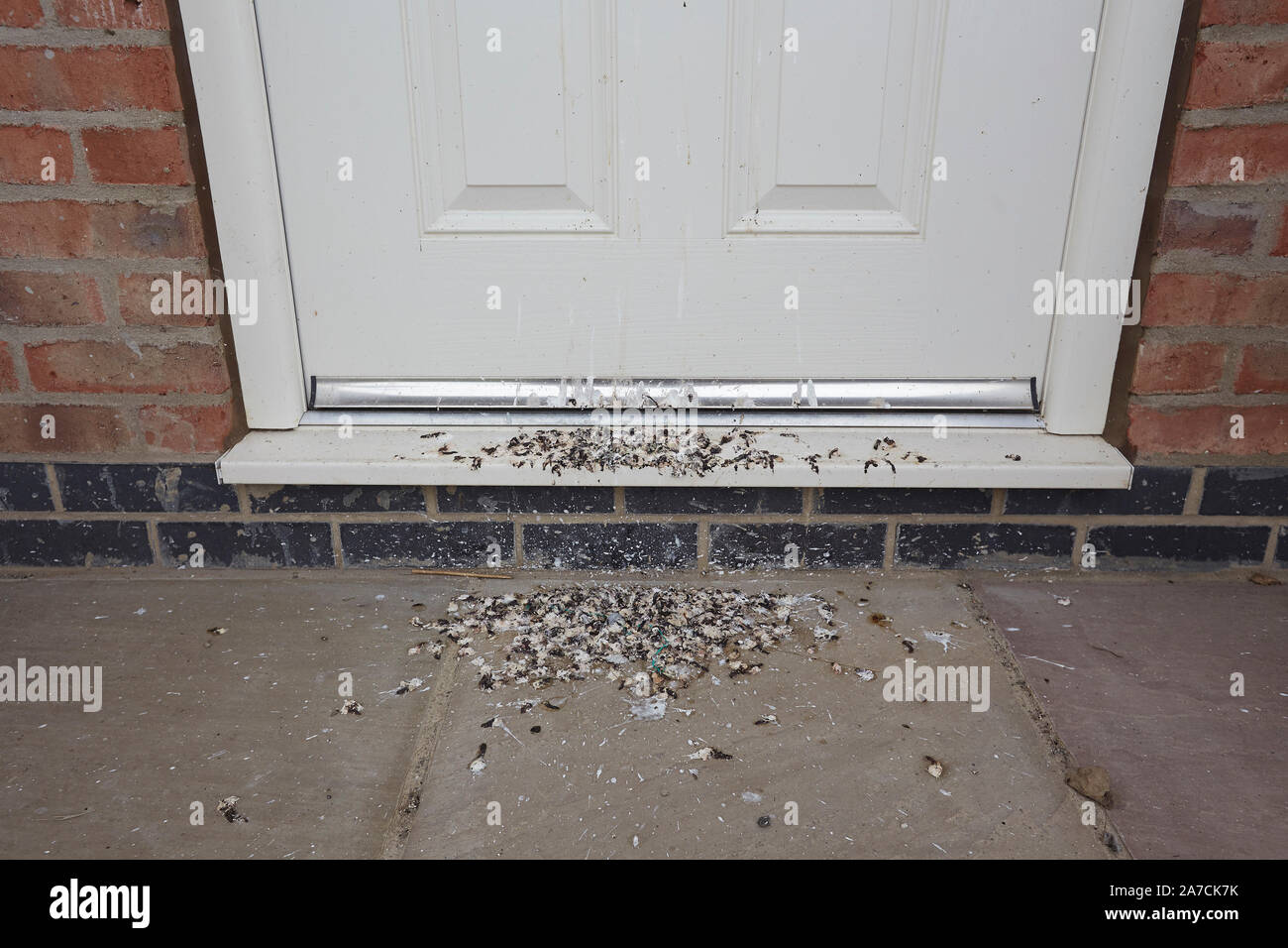 Escrementi di volatili sulle porte anteriori, England, Regno Unito Foto Stock