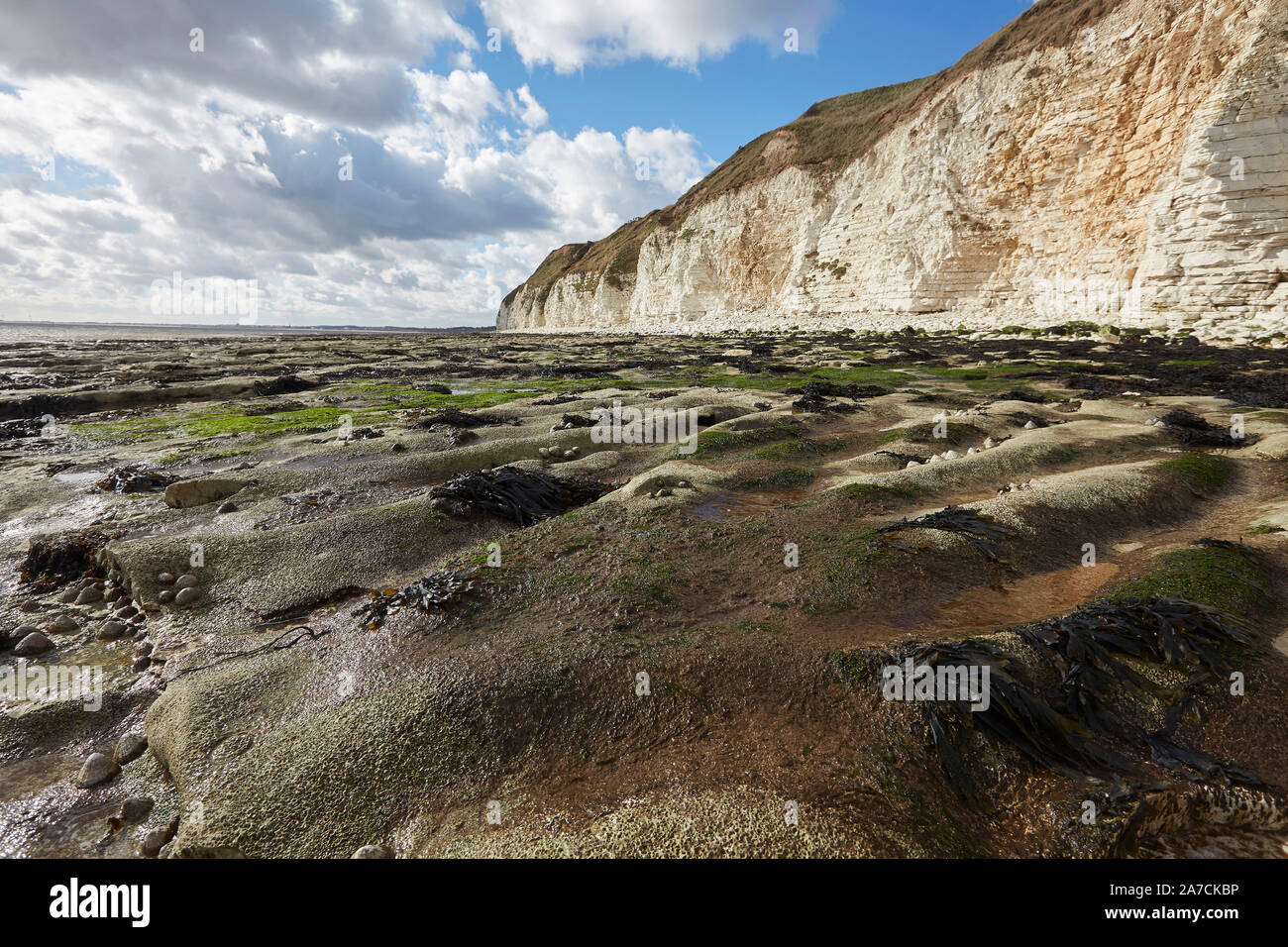 Flamborough Head beach chalk scogliere bianche e mare a nord di Bridlington, East Yorkshire, Regno Unito Foto Stock