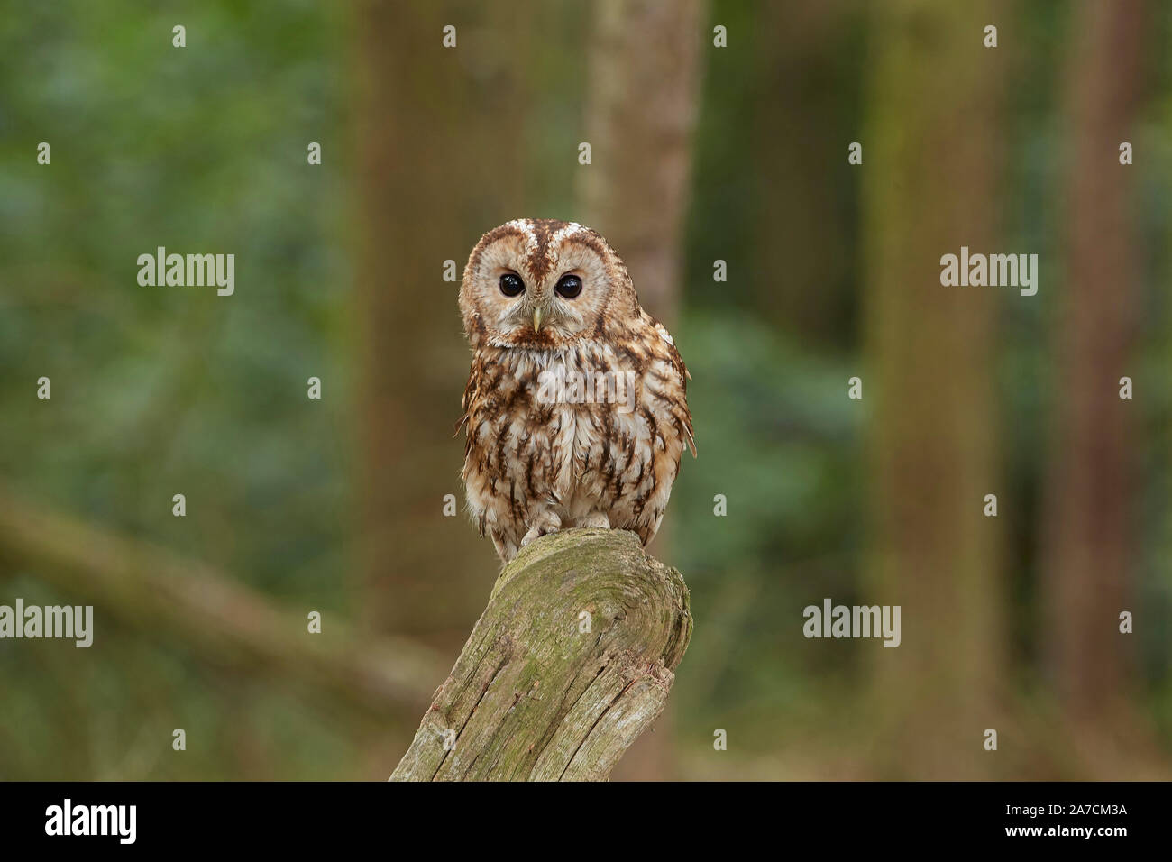 Allocco Strix aluco in un bosco, East Yorkshire, Regno Unito Foto Stock