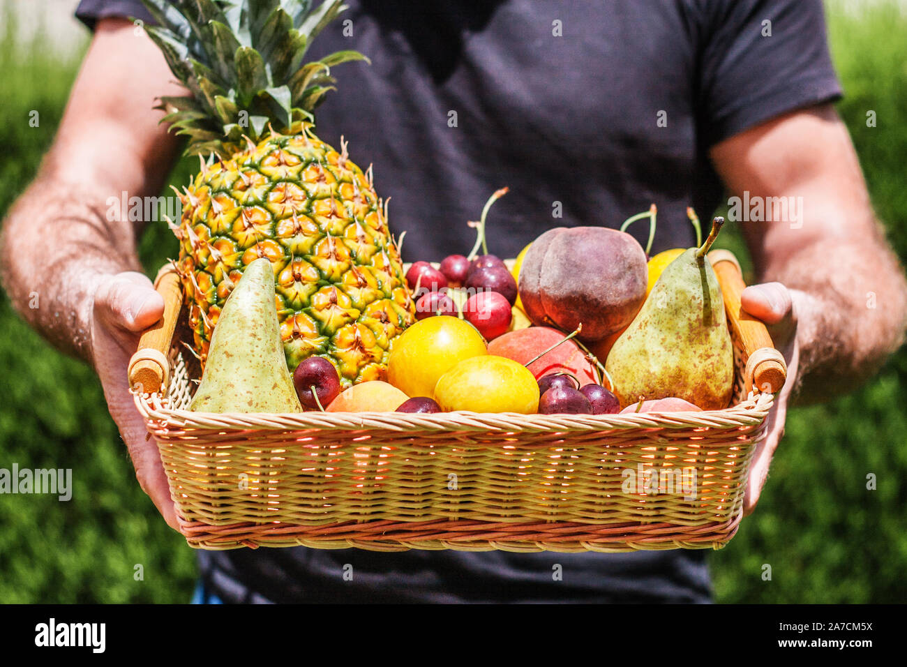 Un grande cesto di frutta come un risultato di un ricco raccolto nelle mani di un agricoltore in giardino Foto Stock