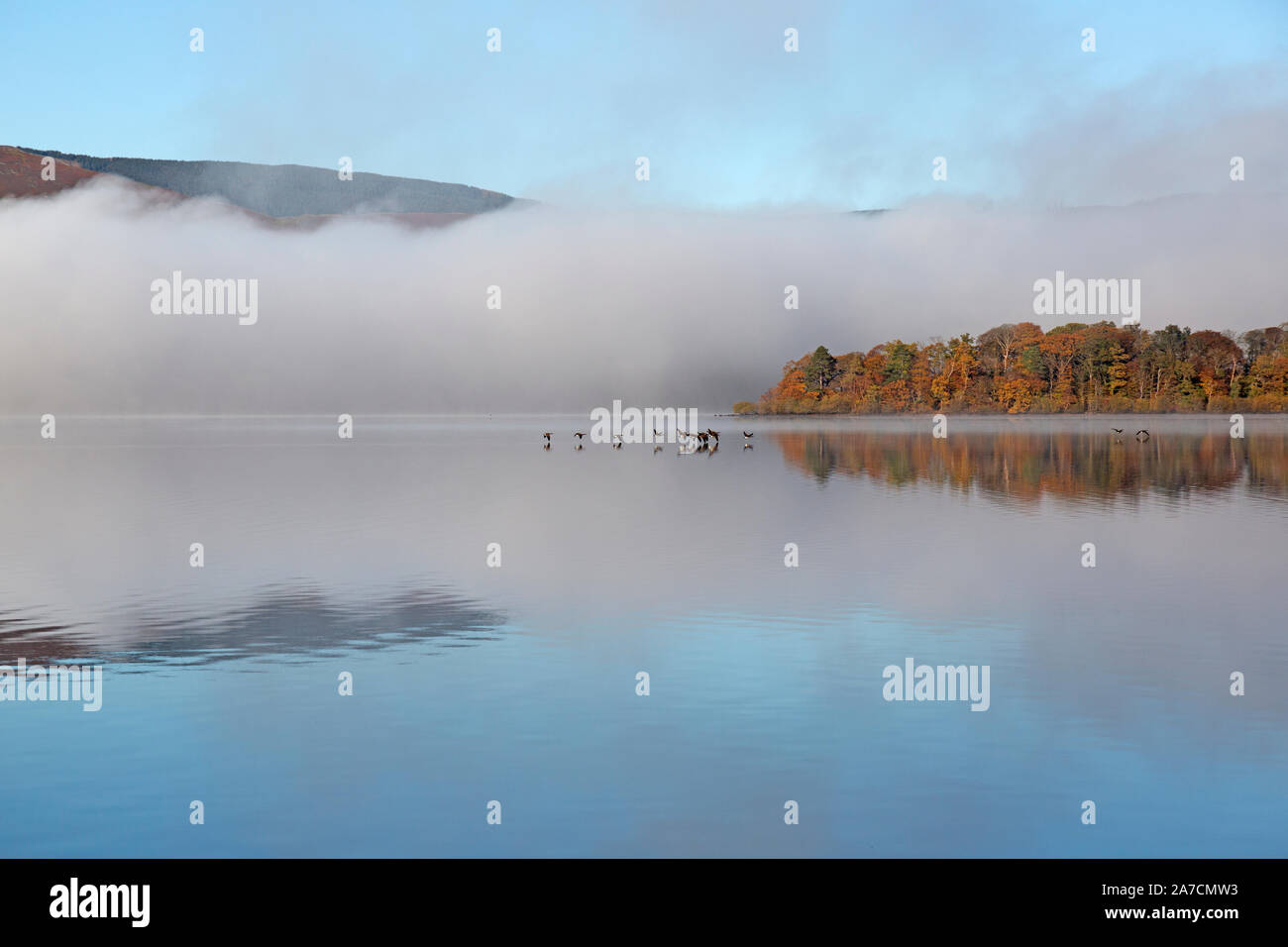 La mattina presto Derwent Water nel parco nazionale del Lake District in Inghilterra. La nebbia sul lago, con un branco di oche volando a bassa quota sopra il lago. Foto Stock