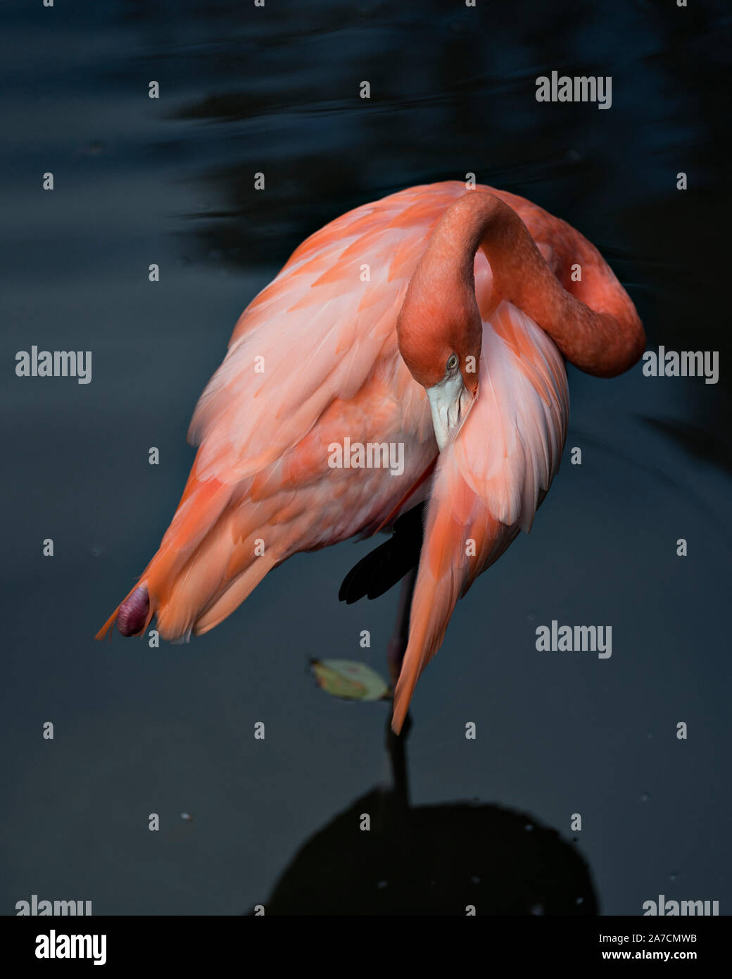 Flamingo bird in piedi in acqua con la sua testa in appoggio sul suo corpo e visualizzando la sua bellezza nel suo ambiente e dintorni. Foto Stock