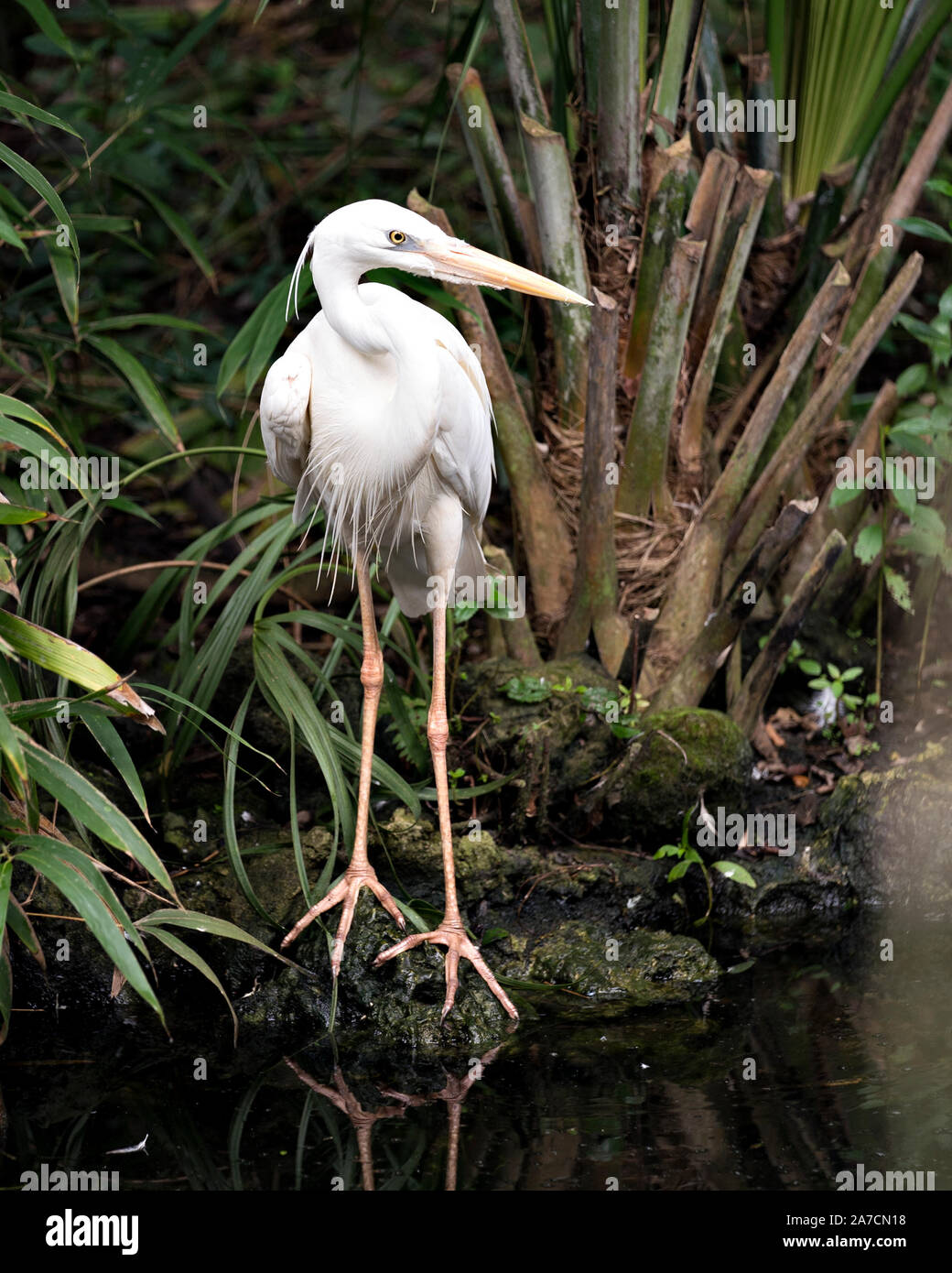 Airone bianco bird close up stand su una roccia dall'acqua e visualizzare il suo bel corpo, becco, testa, piedi nel bel fogliame sfondo nel suo Foto Stock