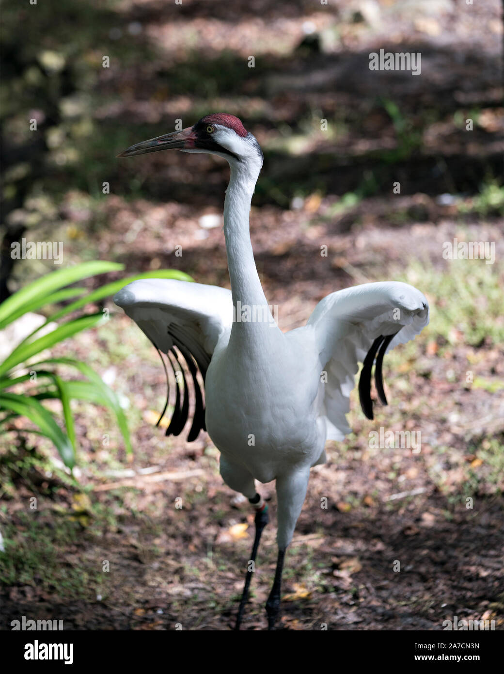 Gru convulsa bird close up indipendente alto con rapporto di stiro di ali e visualizzare il suo bel corpo, becco, testa, occhio, piedi nei suoi dintorni e amb. Foto Stock