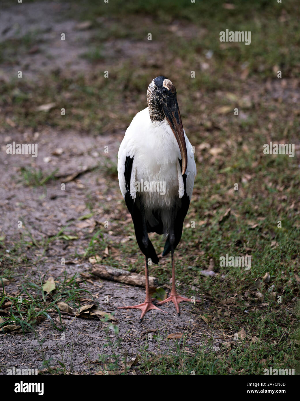 Cicogna in legno bird close up visualizzando il suo corpo, testa becco,eye, piumaggio nero e colore bianco nel suo ambiente e dintorni. Foto Stock