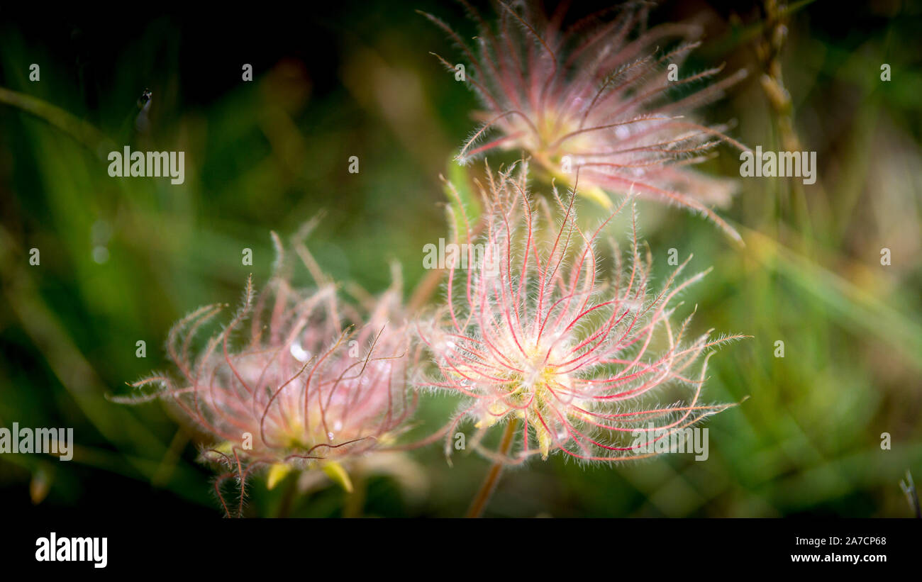 Foto scattata durante il tour dei ghiacciai della Vanoise, il mese di agosto, con 3 bambini. Geum montanum fiore. Avens alpino. Foto Stock