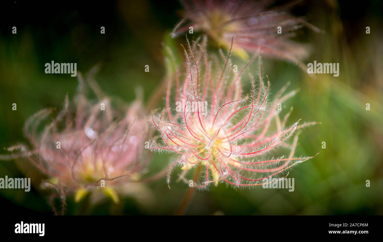 Foto scattata durante il tour dei ghiacciai della Vanoise, il mese di agosto, con 3 bambini. Geum montanum fiore. Avens alpino. Foto Stock