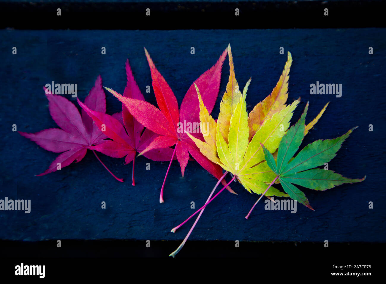 Acer Autunno Multi-foglie colorate Foto Stock