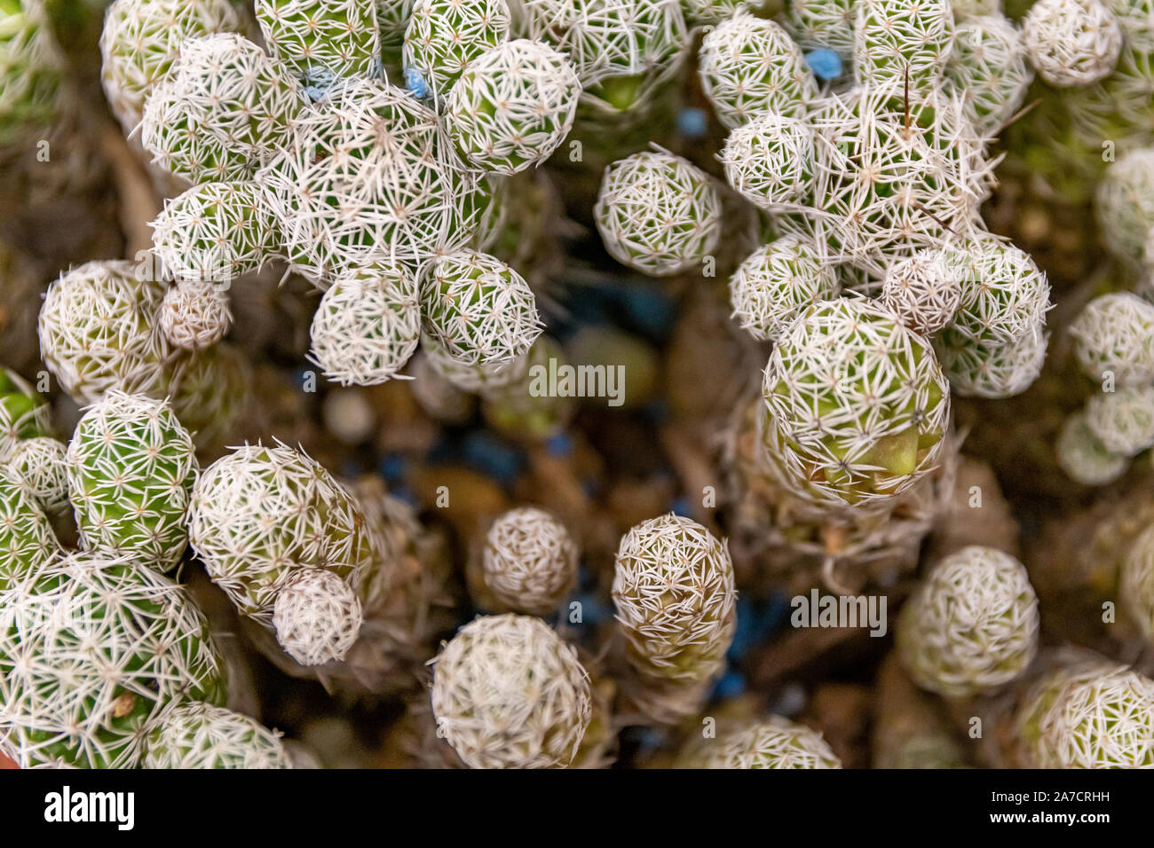 Bellissime le piante succulente e cactus con fiori unici in primo piano e macro Foto Stock