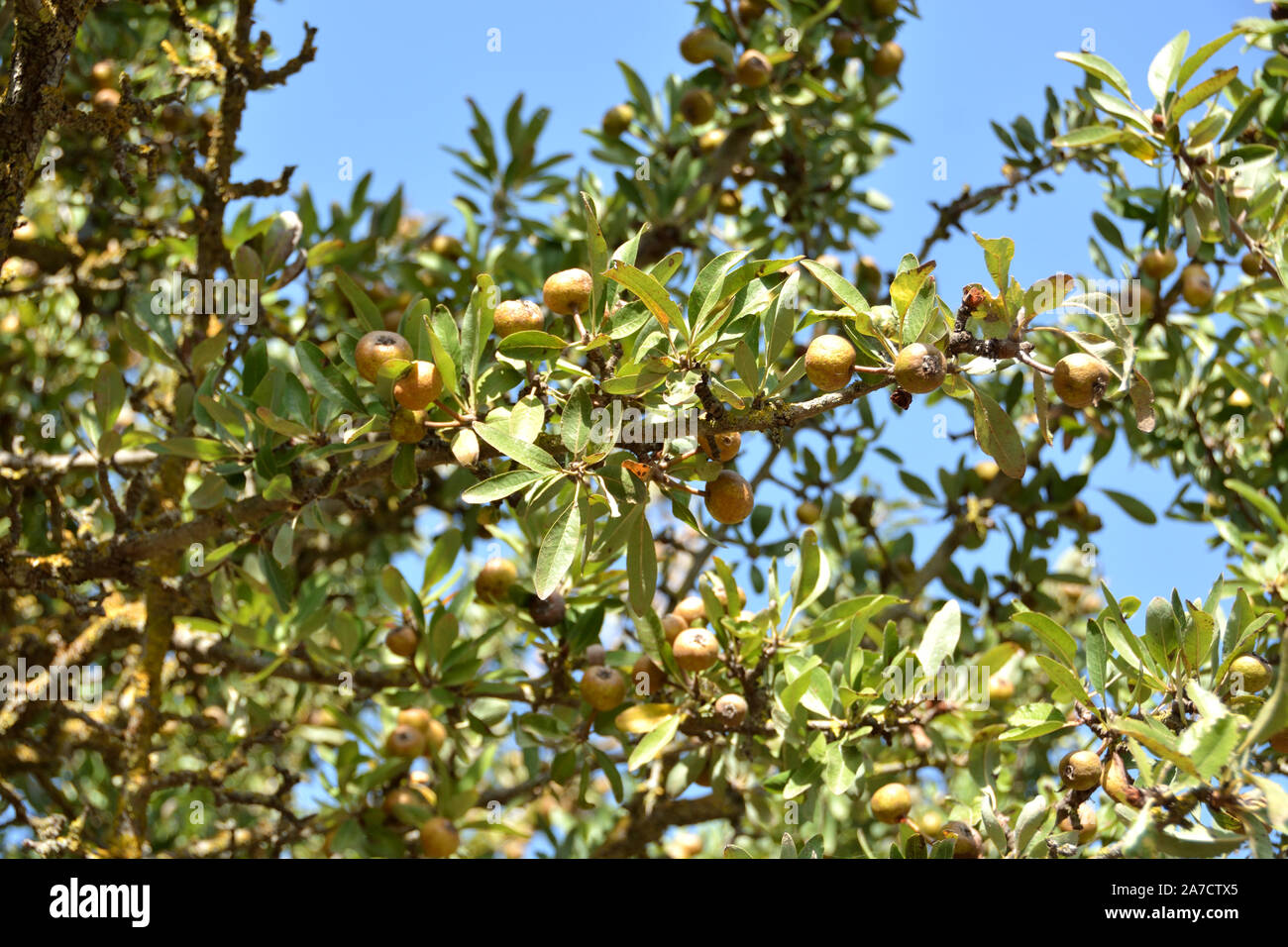 Membro del frutto del selvaggio pera alla fine di ottobre Foto Stock