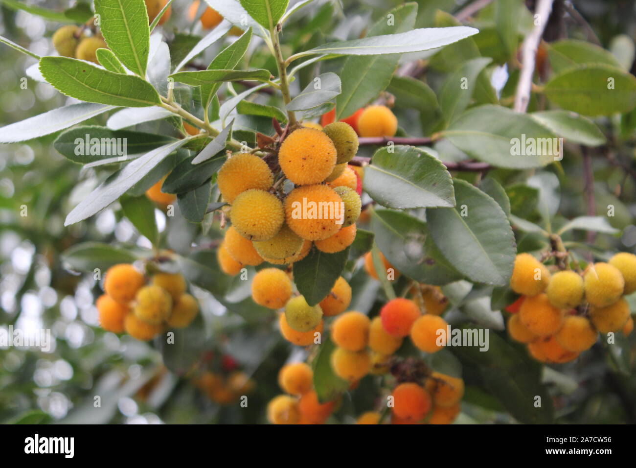Freschi frutti pendenti con foglie immagine Foto Stock