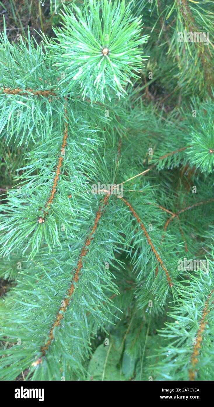 Rami di Pino nel bosco dopo la pioggia. Foto Stock