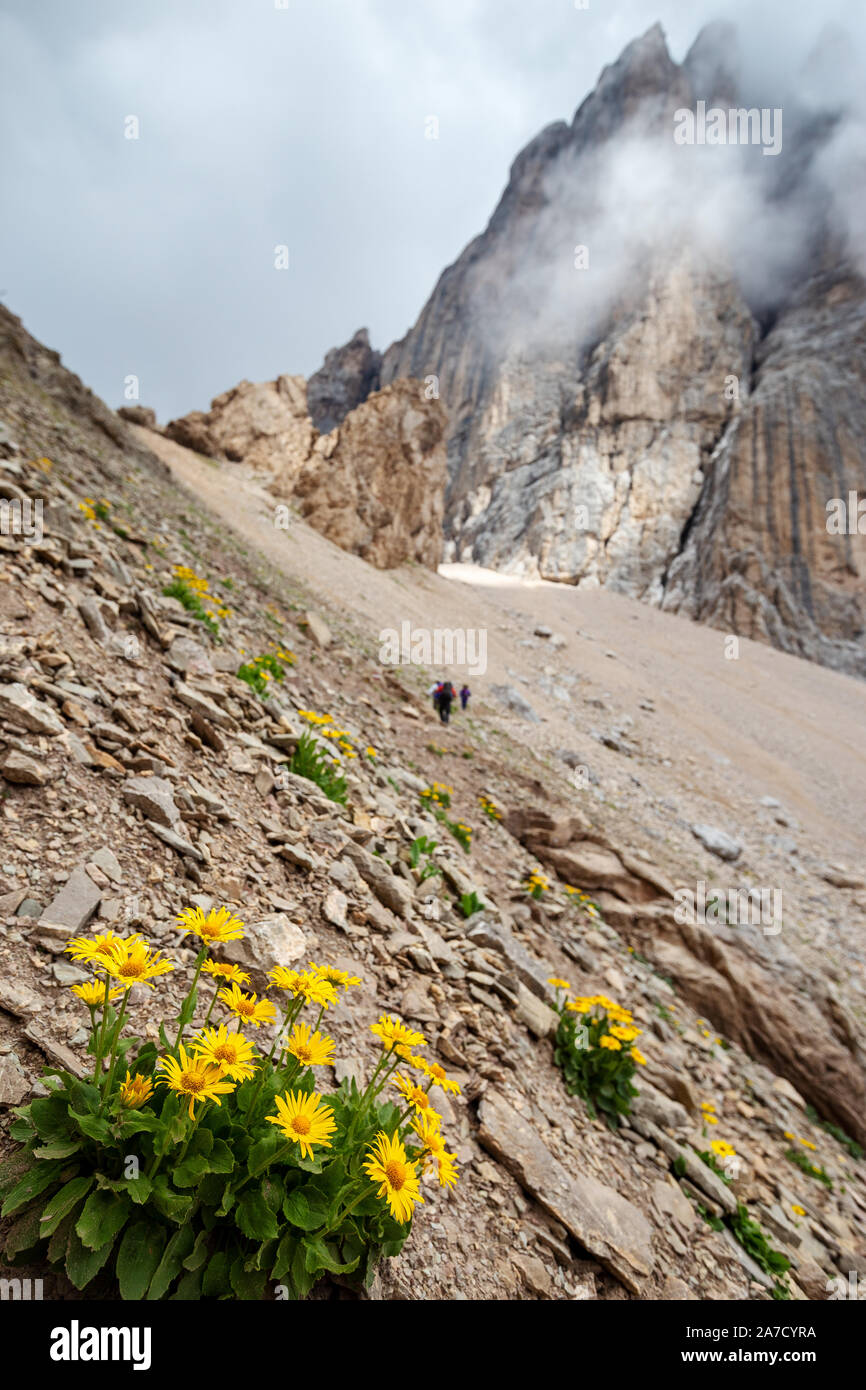 Doronicum. Alpine fiori giallo su ghiaioni, Passo Ombretta. Marmolada gruppo montuoso. Le Dolomiti. Alpi italiane. Foto Stock