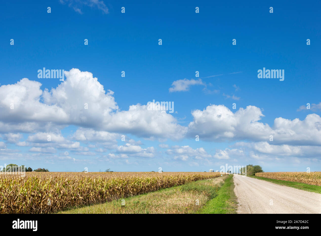 Iowa cornfields. La strada attraverso campi di grano vicino a Winterset, Iowa, USA Foto Stock
