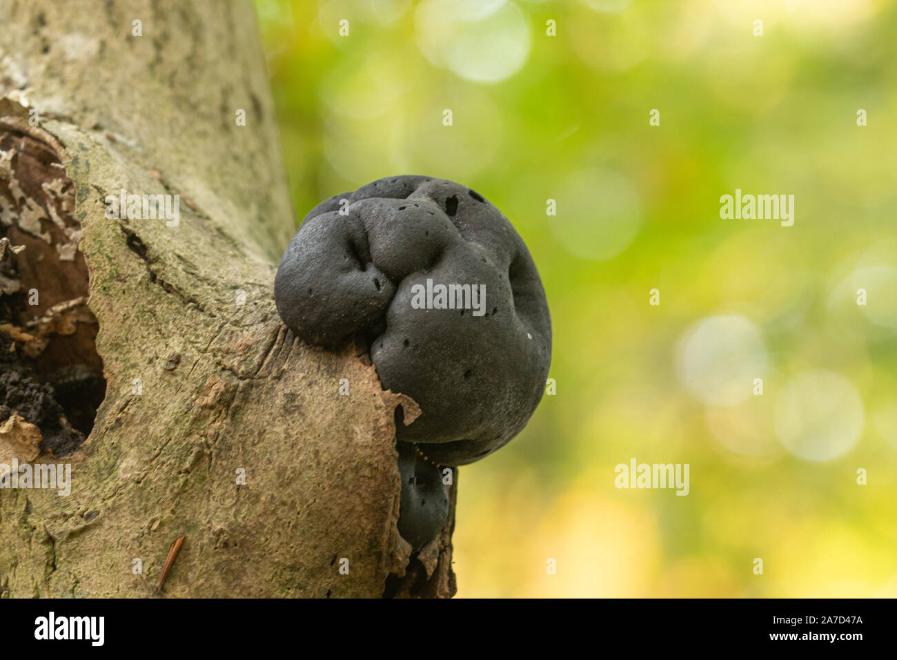 King Alfred torta del fungo (Daldinia concentrica, chiamato anche crampi sfere o carbone fungo) su un albero in autunno, REGNO UNITO Foto Stock