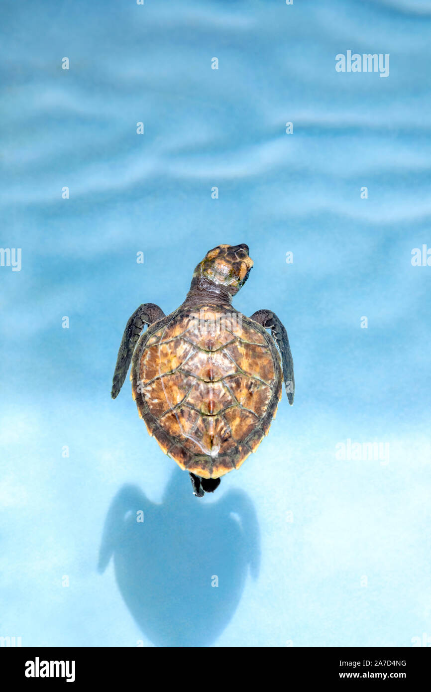 Baby tartaruga embricata Foto Stock