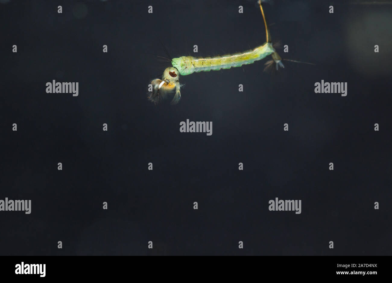 Aspirare il sangue larva di zanzara Foto Stock