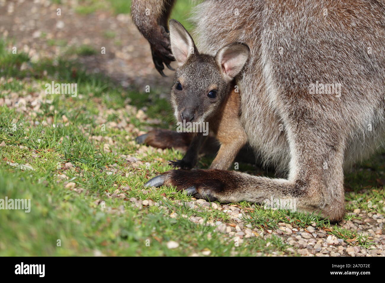 Bennetts Wallaby Joey (Macropus rufogriseus) Foto Stock